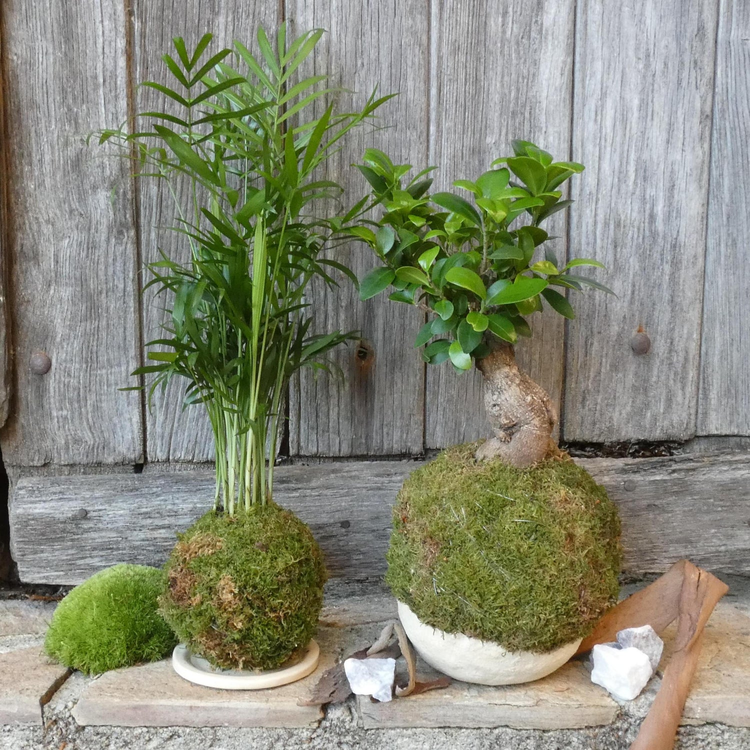 Plantes & Céramique