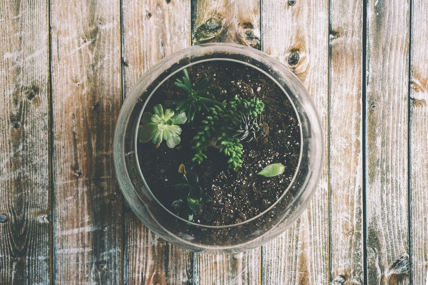 Terrarium - 7 novembre 2026