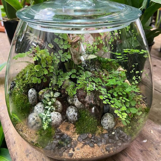 Terrarium - 7 novembre 2026