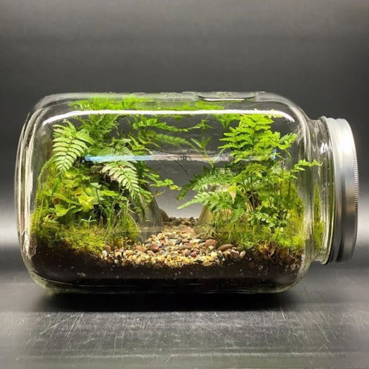 Terrarium - 7 novembre 2026