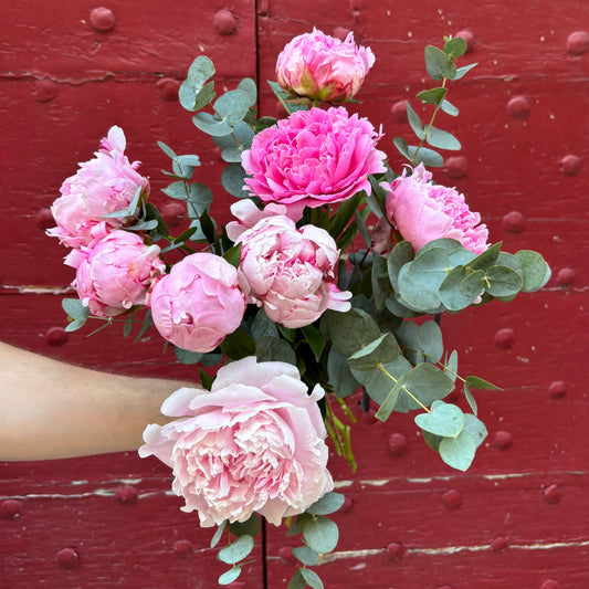 pivoine sarah berhardt